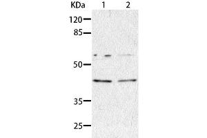 Western Blot analysis of HepG2 and A549 cell using AIMP2 Polyclonal Antibody at dilution of 1:350 (AIMP2 Antikörper)