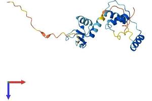 SAP30L Protein (AA 1-182) (His tag)