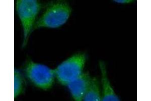 Immunofluorescence (IF) image for Goat anti-Mouse IgG antibody (DyLight 488) (ABIN2667262) (Ziege anti-Maus IgG Antikörper (DyLight 488))