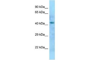 WB Suggested Anti-Dom3z Antibody Titration: 1. (DOM3Z Antikörper  (N-Term))