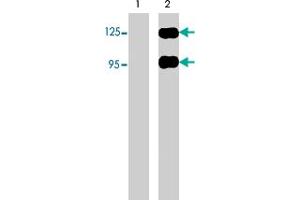 Western blots of neonatal rat brain (lane 1) and human recombinant SEMA3A chimera (95/125 kDa) (lane 2). (SEMA3A Antikörper  (N-Term))