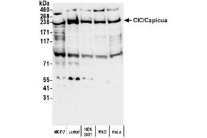 anti-CIC/Capicua (AA 1548-1608) antibody