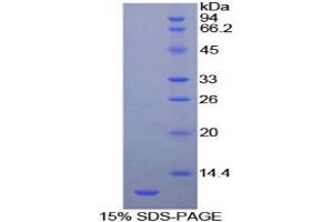 SDS-PAGE analysis of Cow HSPA8 Protein.