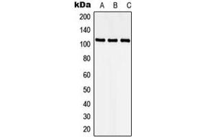 Western blot analysis of CDKL5 expression in HEK293T (A), Raw264. (CDKL5 Antikörper  (N-Term))