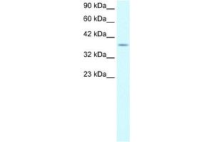 WB Suggested Anti-KLF8 Antibody Titration:  0.