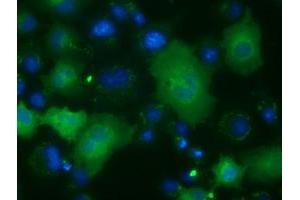 Anti-ACAT2 mouse monoclonal antibody (ABIN2452684) immunofluorescent staining of COS7 cells transiently transfected by pCMV6-ENTRY ACAT2 (RC201821). (ACAT2 Antikörper)