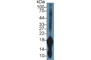 Western Blot; Sample: Rat Stomach lysate; Primary Ab: 1µg/ml Rabbit Anti-Mouse GKN1 Antibody Second Ab: 0. (Gastrokine 1 Antikörper  (AA 53-192))