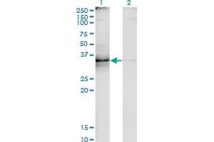 Western Blot analysis of TNFSF8 expression in transfected 293T cell line by TNFSF8 monoclonal antibody (M01A), clone 2E11. (TNFSF8 Antikörper  (AA 153-234))