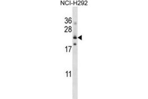 Western Blotting (WB) image for anti-Folate Receptor 3 (Gamma) (FOLR3) antibody (ABIN2997435) (FOLR3 Antikörper)