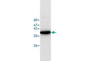 Western blot analysis of HEK293 whole cell lystae with EIF5A polyclonal antibody  at 1:500 dilution. (EIF5A Antikörper)