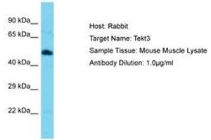 Image no. 1 for anti-Tektin 3 (TEKT3) (AA 111-160) antibody (ABIN6750393) (Tektin 3 Antikörper  (AA 111-160))