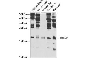 Western blot analysis of extracts of various cell lines, using THRSP antibody (ABIN6129590, ABIN6149129, ABIN6149130 and ABIN6223067) at 1:1000 dilution. (THRSP Antikörper  (AA 1-146))