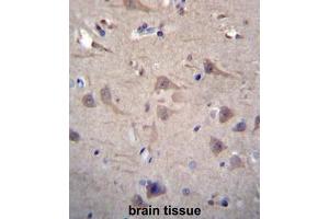 CCT8 Antibody (C-term) immunohistochemistry analysis in formalin fixed and paraffin embedded human brain tissue followed by peroxidase conjugation of the secondary antibody and DAB staining.