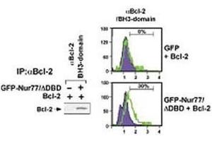 (Left) HEK293 cells transfected with a plasmid coding for a DNA-binding domain-deleted construct of Nur77 (GFP-Nur77/dDBD) by using NSJ# F42666 Bcl-2 antibody for IP and a different Bcl-2 antibody for WB. (Bcl-2 Antikörper  (AA 75-110))