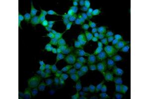 IF analysis of eRF1/ETF1 using anti-eRF1/ETF1 antibody (ABIN7602625). (ETF1 Antikörper  (AA 9-342))