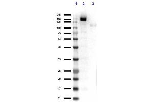 Western Blot results of Rabbit Anti-Cas 9 Antibody. (CRISPR-Cas9 (C-Term) Antikörper)