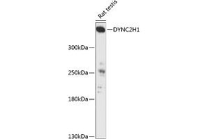 Western blot analysis of extracts of rat testis, using DYNC2H1 antibody (ABIN6132039, ABIN6139887, ABIN6139888 and ABIN6217003) at 1:3000 dilution.