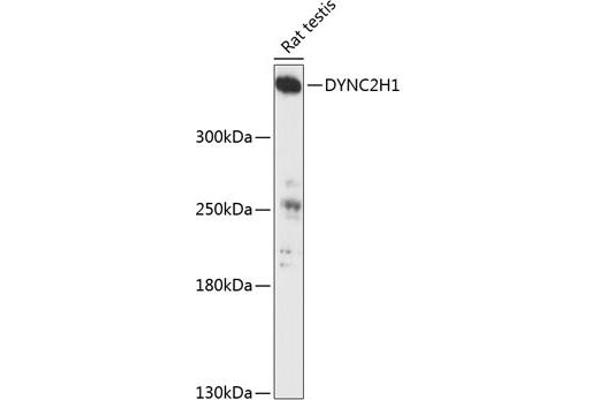 DYNC2H1 抗体  (AA 1-250)