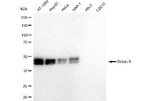 Western blotting analysis using Sirtuin 6 antibody (ABIN7800356).