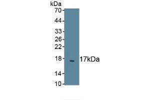 Detection of Recombinant TGFb2, Dog using Polyclonal Antibody to Transforming Growth Factor Beta 2 (TGFb2) (TGFB2 Antikörper)