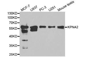 Western blot analysis of extracts of various cell lines, using KPNA2 antibody. (KPNA2 Antikörper  (AA 1-290))
