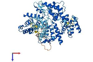 Plastin 3 Protein (PLS3) (AA 1-630) (His tag)