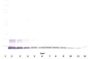 Image no. 1 for anti-Chemokine (C-C Motif) Ligand 7 (CCL7) antibody (ABIN465455) (CCL7 Antikörper)