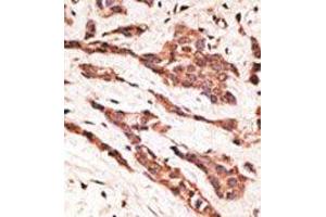 Image no. 1 for anti-Lysophosphatidic Acid Receptor 2 (LPAR2) (N-Term) antibody (ABIN358619) (EDG4 Antikörper  (N-Term))