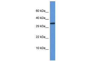WB Suggested Anti-Vgll2 Antibody Titration: 1. (VGLL2 Antikörper  (N-Term))