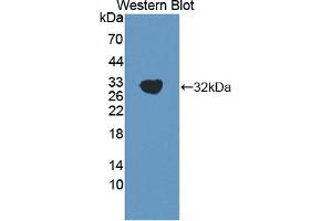 Detection of Recombinant MFAP4, Human using Polyclonal Antibody to Microfibrillar Associated Protein 4 (MFAP4) (MFAP4 Antikörper  (AA 22-255))