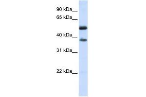 LRRC24 antibody used at 1 ug/ml to detect target protein. (LRRC24 Antikörper  (N-Term))