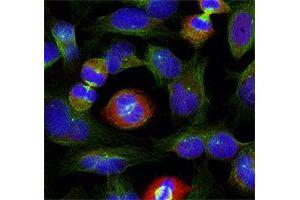 Immunofluorescence (IF) image for anti-BCL2-Like 1 (BCL2L1) (pSer62) antibody (ABIN3020106) (BCL2L1 Antikörper  (pSer62))