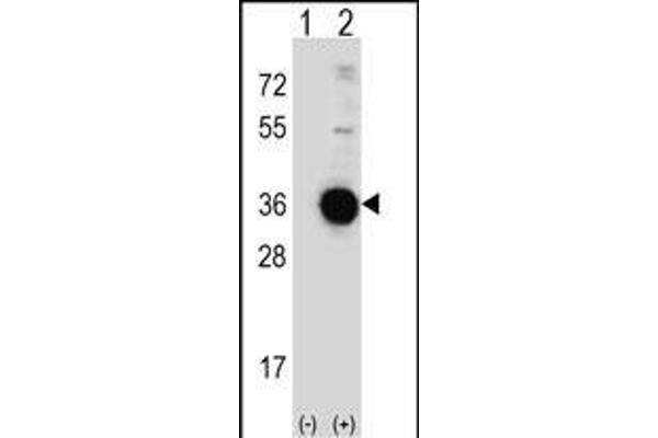 DDIT4 anticorps  (C-Term)