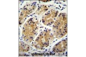 MG Antibody (C-term) (ABIN655333 and ABIN2844900) immunohistochemistry analysis in formalin fixed and paraffin embedded human stomach tissue followed by peroxidase conjugation of the secondary antibody and DAB staining. (PRR22 Antikörper  (C-Term))