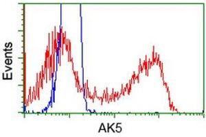 HEK293T cells transfected with either RC222241 overexpress plasmid (Red) or empty vector control plasmid (Blue) were immunostained by anti-AK5 antibody (ABIN2452726), and then analyzed by flow cytometry. (Adenylate Kinase 5 Antikörper)