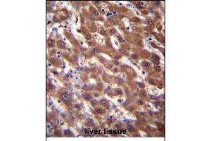 RCE1 Antibody (N-term W57) (ABIN389050 and ABIN2839259) immunohistochemistry analysis in formalin fixed and paraffin embedded human liver tissue followed by peroxidase conjugation of the secondary antibody and DAB staining.