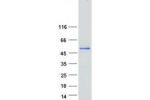 Western Blotting (WB) image for Phosphate Cytidylyltransferase 1, Choline, beta (PCYT1B) protein (Myc-DYKDDDDK Tag) (ABIN2728456)