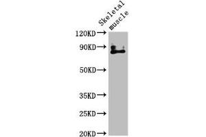 Western Blot Positive WB detected in: Mouse skeletal muscle tissue All lanes: TRPV2 antibody at 4.