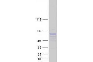 Validation with Western Blot (SYT17 Protein (Myc-DYKDDDDK Tag))