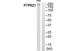 Western blot analysis of extracts from A549 cells, using PTPRZ1 antibody. (PTPRZ1 Antikörper  (N-Term))