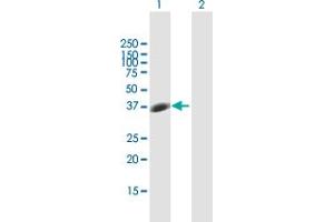Western Blot analysis of STX7 expression in transfected 293T cell line by STX7 MaxPab polyclonal antibody. (Syntaxin 7 Antikörper  (AA 1-261))