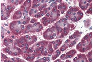 Human Pancreas (formalin-fixed, paraffin-embedded) stained with GOSR2 antibody ABIN364380 at 20 ug/ml followed by biotinylated anti-mouse IgG secondary antibody ABIN481714, alkaline phosphatase-streptavidin and chromogen. (GOSR2 Antikörper)