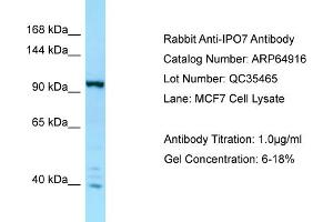 Western Blotting (WB) image for anti-Importin 7 (IPO7) (C-Term) antibody (ABIN2789995) (IPO7 Antikörper  (C-Term))