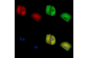 ABIN7096887 and ABIN7100953 staining  cells by IF/ICC. (C21orf91 Antikörper)