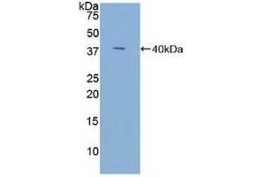 Detection of Recombinant TFF3, Human using Polyclonal Antibody to Trefoil Factor 3 (TFF3) (TFF3 Antikörper  (AA 22-80))