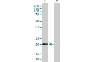 Western Blot analysis of CLDN15 expression in transfected 293T cell line by CLDN15 MaxPab polyclonal antibody. (Claudin 15 Antikörper  (AA 1-228))