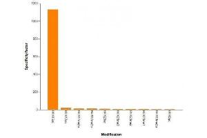 Histone H4K16ac antibody (mAb) specificity tested by peptide array analysis.