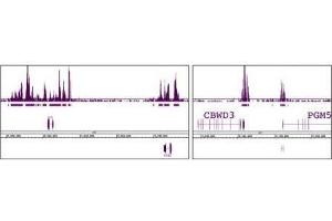 Ring1B antibody (mAb) tested by ChIP-chip. (RNF2 Antikörper)