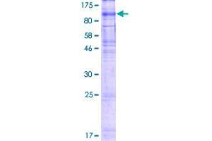 Image no. 1 for Xenotropic and Polytropic Retrovirus Receptor 1 (xpr1) (AA 1-696) protein (GST tag) (ABIN1325456) (xpr1 Protein (AA 1-696) (GST tag))