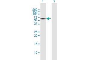 Western Blot analysis of SH2D4A expression in transfected 293T cell line by SH2D4A MaxPab polyclonal antibody.